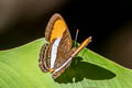 Cytherea Sister Adelpha cytherea cytherea