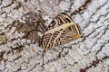 Dirce Beauty Colobura dirce dirce (Small Beauty)