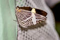 Dirce Beauty Colobura dirce dirce (Small Beauty)