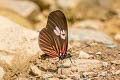 Dogface Longwing Eueides heliconioides ssp.