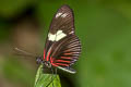 Doris Longwing Heliconius doris ssp. (Dot-bordered Heliconian)