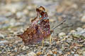 Double-dotted Mapwing Hypanartia kefersteini