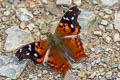 Double-dotted Mapwing Hypanartia kefersteini