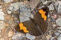 Doubleday's Sister Adelpha irmina tumida