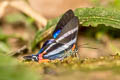 Dyson's Metalmark Rhetus dysonii psecas (Pink-C Beautymark)