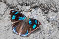 Falcate Pericloud Orophila diotima footei