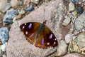 Globed Purplewing Cybdelis mnasylus thrasylla