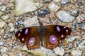 Globed Purplewing Cybdelis mnasylus thrasylla