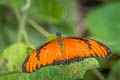 Gulf Fritillary Dione vanillae lucina