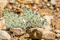 Marchal's White Hesperocharis marchalii