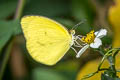 Mimosa Yellow Pyrisitia nise stygma