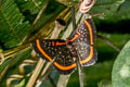 Orange-banded Scintillant Crocozona coecias coecias