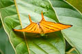 Orange Daggerwing Marpesia berania berania