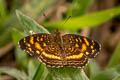 Orange-patched Crescent Anthanassa drusilla alceta