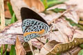 Orange-rayed Purplewing Eunica sophonisba agele