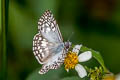 Orcus Checkered Skipper Burnsius orcus