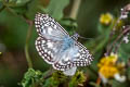 Orcus Checkered Skipper Burnsius orcus