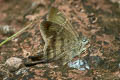 Plain Longtail Spicauda simplicius