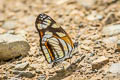 Polina Crescent Eresia polina ssp. (Three-spotted Crescent)