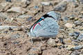 Red-cornered Perisama Perisama canoma lamasi