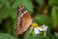 Red Peacock Anartia amathea amathea