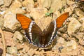 Rusty-tipped Page Siproeta epaphus epaphus