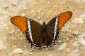 Rusty-tipped Page Siproeta epaphus epaphus