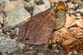 Ryphea Leafwing Fountainea ryphea ryphea