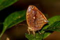 Satyrical Owlet Bia actorion rebeli