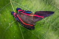 Saunder's Metalmark Ancyluris etias etias (Saunder's Beautymark)