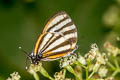 Separate Hairstreak Arawacus separata (Separate Stripe-streak)