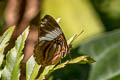 Smoky Sister Adelpha epione agilla