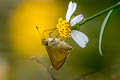 Southern Broken Dash Wallengrenia otho otho