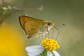 Southern Broken Dash Wallengrenia otho otho