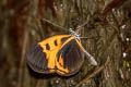 Ticlear Crescent Eresia pelonia ssp.