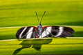 Variable Metalmark Rhetus periander ssp. (Variable Beautymark)