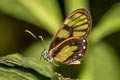 Variegated Clearwing Godyris zavaleta ssp. (Variegated Ticlear)