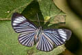 White-rayed Metalmark Brachyglenis esthema esthema