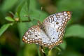 White Peacock Anartia jatrophae jatrophae