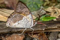 Yellow-tufted Prepona Prepona laertes ssp.