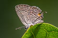 Cycad Blue Luthrodes pandava pandava (Plains Cupid)