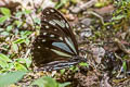 Ceylon Tiger Parantica taprobana