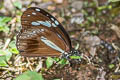 Ceylon Tiger Parantica taprobana
