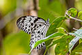 Ceylon Tree Nymph iasonia