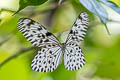 Ceylon Tree Nymph iasonia