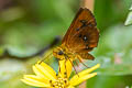 Common Chestnut Bob Iambrix salsala luteipalpis