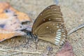Common Indian Crow Euploea core asela