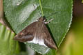 Common Snow Flat Tagiades japetus obscurus