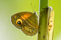 Glad-eye Bushbrown Mycalesis patnia
