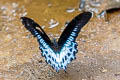 Great Mormon Papilio agenor parinda